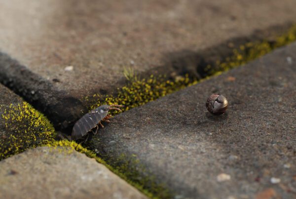 A still image taken from a 3D animation called ‘Creepy Crawlers’. It shows a bunch of Isopods crawling around. created by Fictionizer.tv. Een afbeelding uit een 3D Animatie met de naam ‘Creepy Crawlers’. Het laat een aantal rondkruipende pissebedden zien. Gemaakt door Fictionizer.tv.