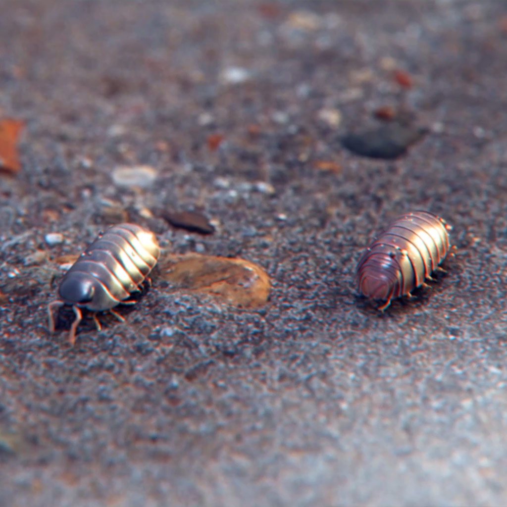 A still image taken from a 3D animation called ‘Creepy Crawlers’. It shows a bunch of Isopods crawling around. created by Fictionizer.tv. Een afbeelding uit een 3D Animatie met de naam ‘Creepy Crawlers’. Het laat een aantal rondkruipende pissebedden zien. Gemaakt door Fictionizer.tv.